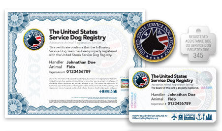 Service animals essay